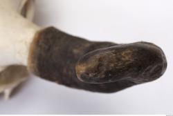 Photo Textures of Skull Antler